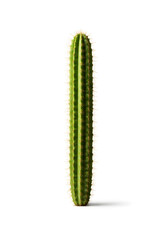 Fototapeta premium Saguaro Cactus on White Background