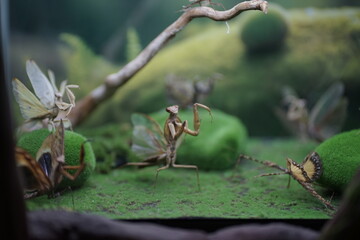 A vibrant blue longhorn beetle on moss-covered wood, alongside a delicate moth and tiny golden...