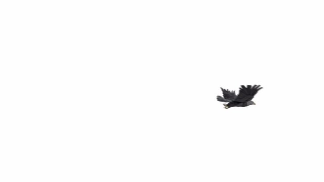 Flying Eagle in the Sky Use White Background 