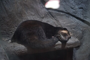 A captivating binturong, also known as a bearcat, rests peacefully on a rocky ledge in a dimly lit enclosure, showcasing its unique nocturnal charm and fuzzy texture