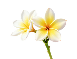 Fototapeta premium Two white and yellow tropical frangipani flowers