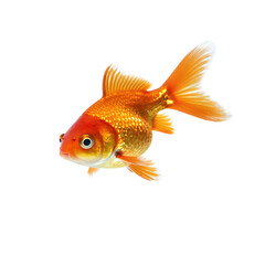 Vibrant goldfish with flowing fins and tail