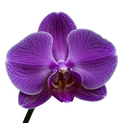 Vibrant Purple Orchid Flower in Full Bloom
