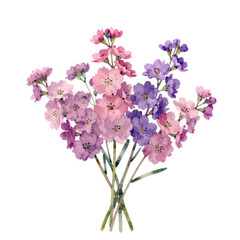 Watercolor illustration of pink and purple flowers