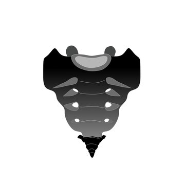 silhouette of black shadow of human tailbone skeleton