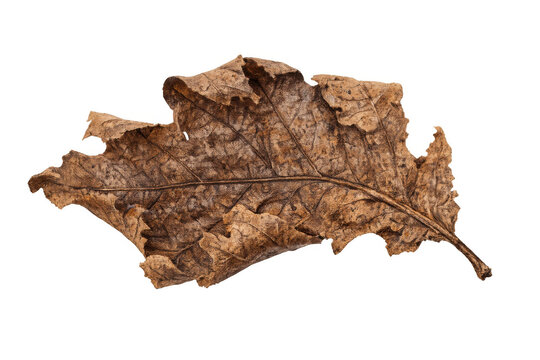 Dry oak leaf showing autumn foliage texture and decaying nature, isolated on transparent background, symbolizing aging and change
