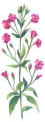 Great Willowherb wildflower. Watercolor hand drawing painted illustration