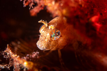 Close-Up Portrait of a Red Gurnard Showing Large Head and Fins