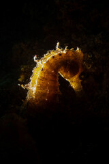 Hippocampus guttulatus Seahorse in the Marmara Sea