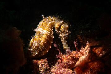 Hippocampus guttulatus Seahorse in the Marmara Sea