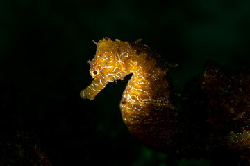 Hippocampus guttulatus Seahorse in the Marmara Sea