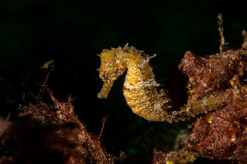Hippocampus guttulatus Seahorse in the Marmara Sea