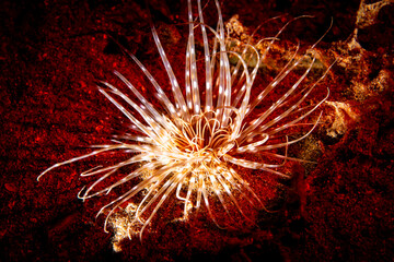 Tube-Dwelling Anemone from the Cerianthidae Family © Murat