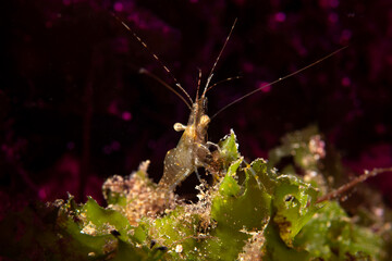 Close-Up Macro Portrait of a Marine Shrimp