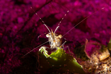 Close-Up Macro Portrait of a Marine Shrimp