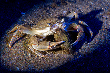 Blue Crab Eating Prey on the Seabed