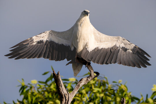 White-bellied Sea-Eagle with wings spread at Yellow Yellow River Kakadu, Australia