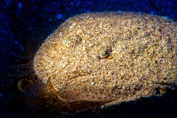 Camouflaged Sole Fish Lying on Sandy Seabed