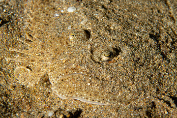 Camouflaged Sole Fish Lying on Sandy Seabed