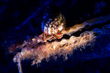Hermit Crab on Pen Shell with Creative Snoot Lighting