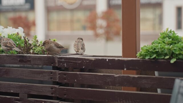 sparrows on wooden planter balcony city cafe setting, playful hopping and pecking among wet soil and greenery, candid closeup with shallow depth of field, soft bokeh background, calm cozy morning