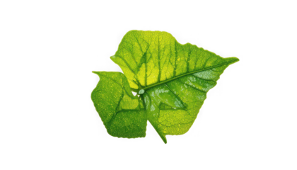 Vibrant backlit green leaf structure showing detailed natural veins and texture illuminated by bright sunlight on transparent background