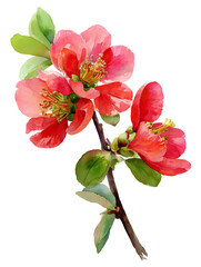 Naklejka premium Watercolor illustration of spring quince, sakura or apple tree flower, cut out image. Branch of bright red flowers with green leaves, watercolor botanical sketch isolated on transparent background.