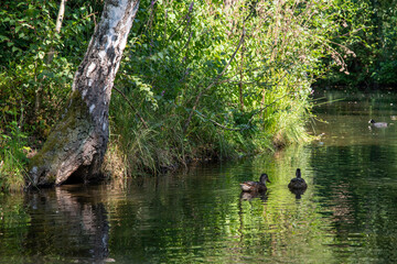Ducks swimming in natural pond at Ungersheim, France