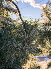 Naklejka premium pine tree branches