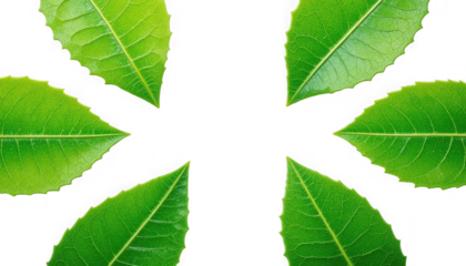 Six vibrant green serrated tea leaves forming an abstract circular arrangement pointing inward toward a central dark void on transparent background