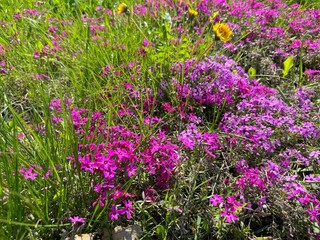 Fototapeta premium Meadow with alpine moss phlox subulata flowers.