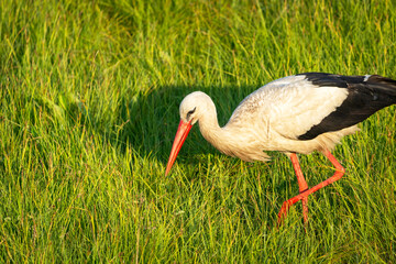 A white stork looks for food in the grass