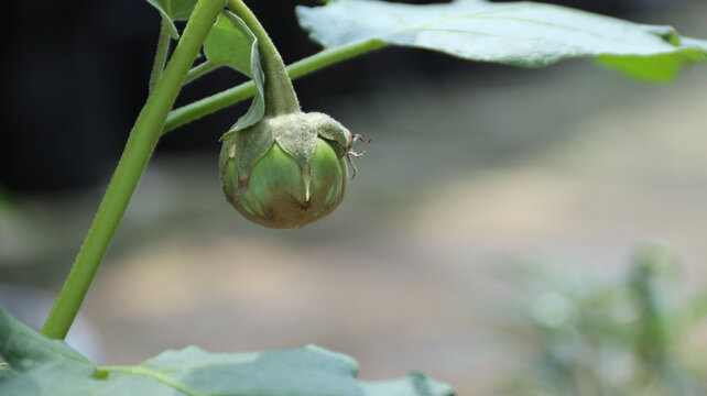 round green eggplant (terung lalap), thai round eggplant in the garden