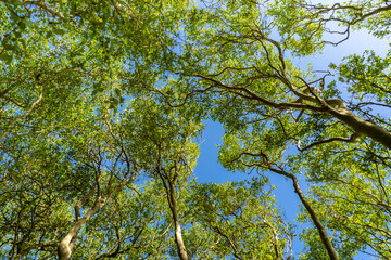 Obraz premium Sunlight filters through a dense tropical mangrove forest canopy, revealing layers of green leaves and tall trees into a clear sky. A calm natural scene balance, growth, and the beauty of nature.