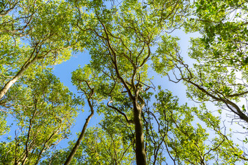 Obraz premium Sunlight filters through a dense tropical mangrove forest canopy, revealing layers of green leaves and tall trees into a clear sky. A calm natural scene balance, growth, and the beauty of nature.