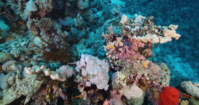 Group of scuba divers swimming between corals at coral reef. Diving instructor and group students in underwater exercise. Instructor teaches students to admire. Underwater scuba diving education and t