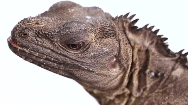 Extreme Close Up of Hydrosaurus Amboinensis Head Against White Background