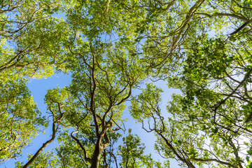 Obraz premium Sunlight filters through a dense tropical mangrove forest canopy, revealing layers of green leaves and tall trees into a clear sky. A calm natural scene balance, growth, and the beauty of nature.