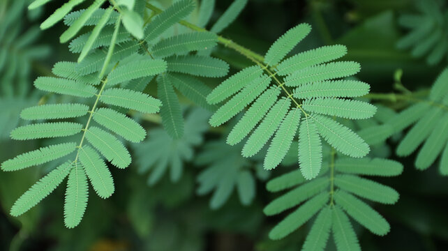 Mimosa pudica, Neptunia plena shrub plant or touch me not plant or mimosa pudica sensitif plant growing in the garden. 'Daun putri malu' shy plant