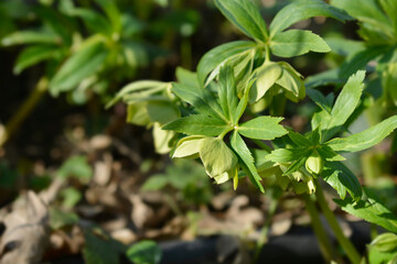 Fragrant hellebore flower - Latin name - Helleborus odorus