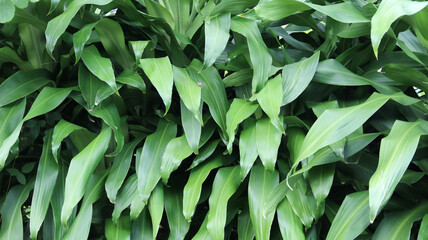 Obraz premium Dracaena fragrans aka Aletris fragrans Cordyline fragrans as a naturan background