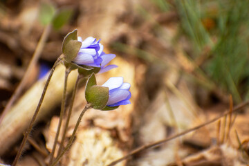 Close-up of spring hepatica flowers