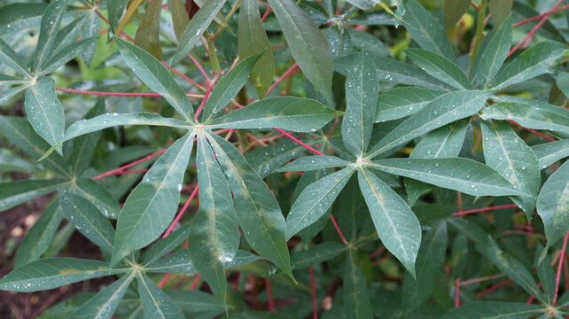 cassava leaves in the garden. green leaves background	