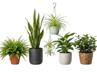 Obraz premium Collection of indoor plants in pots, isolated on transparent background