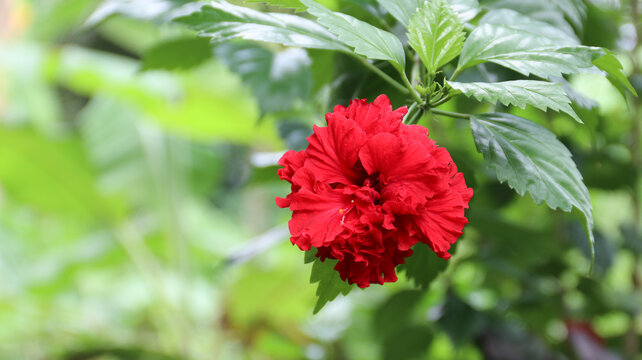 Bunga Sepatu or Bunga Raya (Hibiscus rosa-sinensis L. )	