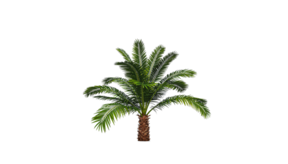 Small palm tree green fronds brown trunk for tropical design Transparent background and plain white background