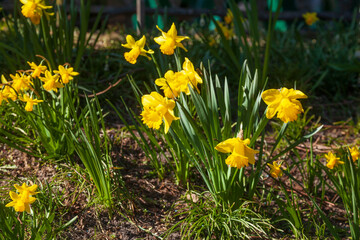 Obraz premium Gelbe Narzissen, Narzissenblüte in einem Blumenbeet, (Narcissus Pseudonarcissus), Deutschland
