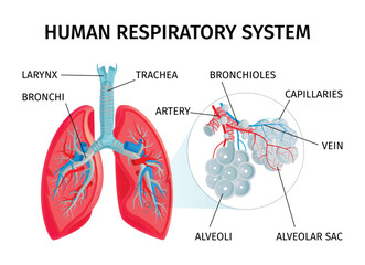 Obraz premium An anatomical illustration of the human respiratory system, detailing the lungs, trachea, bronchi, bronchioles, alveoli, arteries, veins, and capillaries