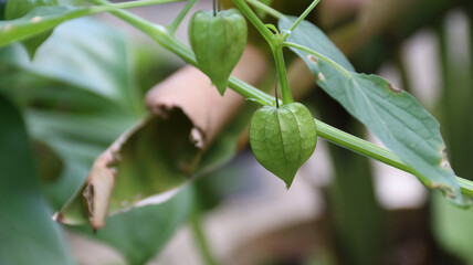 physalis minima or native gooseberry, known in Indonesia as ciplukan fruits.