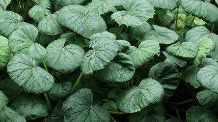 Green Leopard Plant - Farfugium Japonicum - Ligularia Tussilaginea as a natural green leaves background